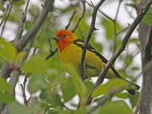 #westerntanager