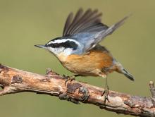 #redbreastednuthatch